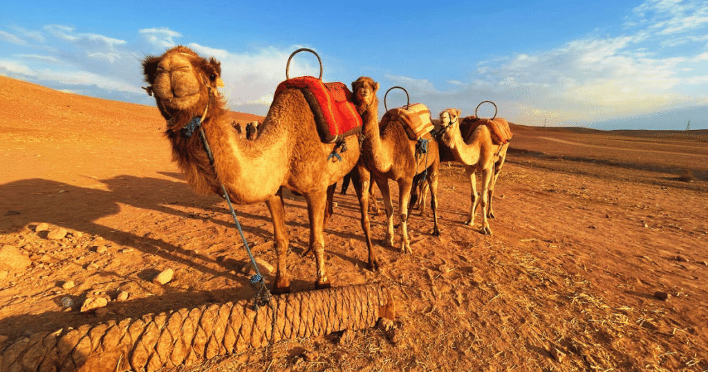 camellos camellos